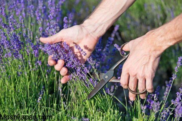 When to cut back lavender: Time your trimming for healthy plants 3