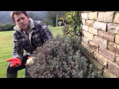 When to cut back lavender: Time your trimming for healthy plants 4