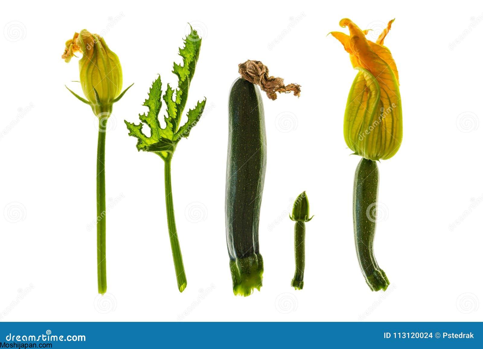 Zucchini Growth Stages: How Fast Does Zucchini Grow? 3