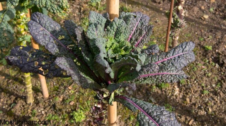 13 Tips For Bigger Brassica Harvests This Season 4