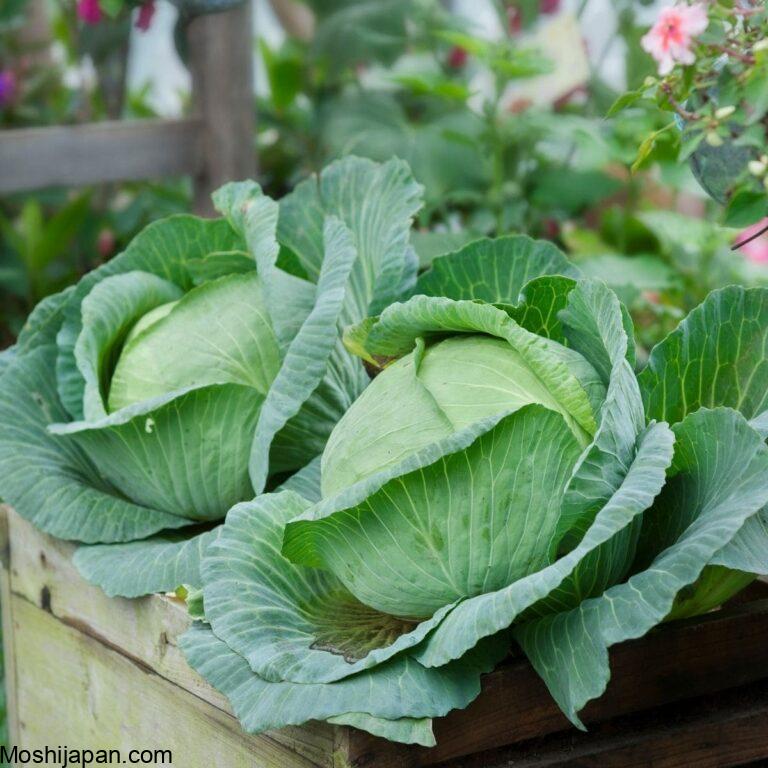 13 Tips For Bigger Brassica Harvests This Season 5