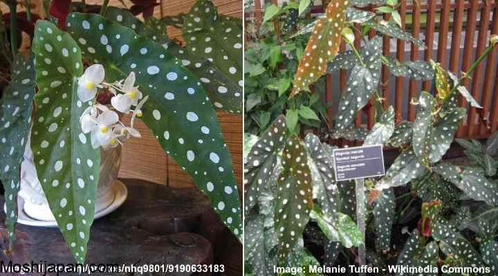 Begonia maculata: How to grow the polka dot begonia 4