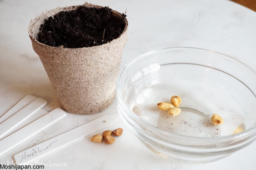 How to Soak Seeds and Speed Up Germination Time 2