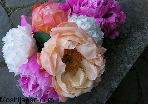 Peonies not blooming? Here’s what could be wrong 4