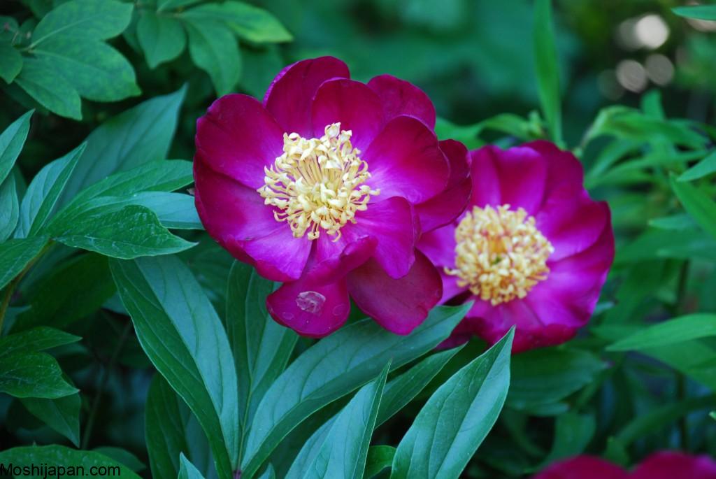 Peonies not blooming? Here’s what could be wrong 5
