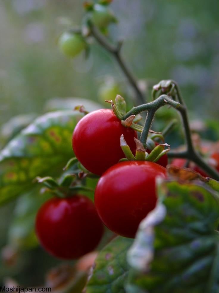 When to pick cherry tomatoes for the best flavor and quality 2