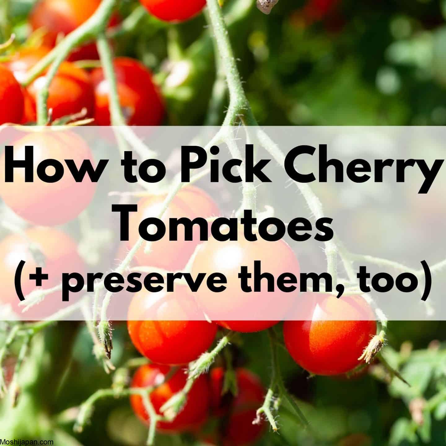When to pick cherry tomatoes for the best flavor and quality 5