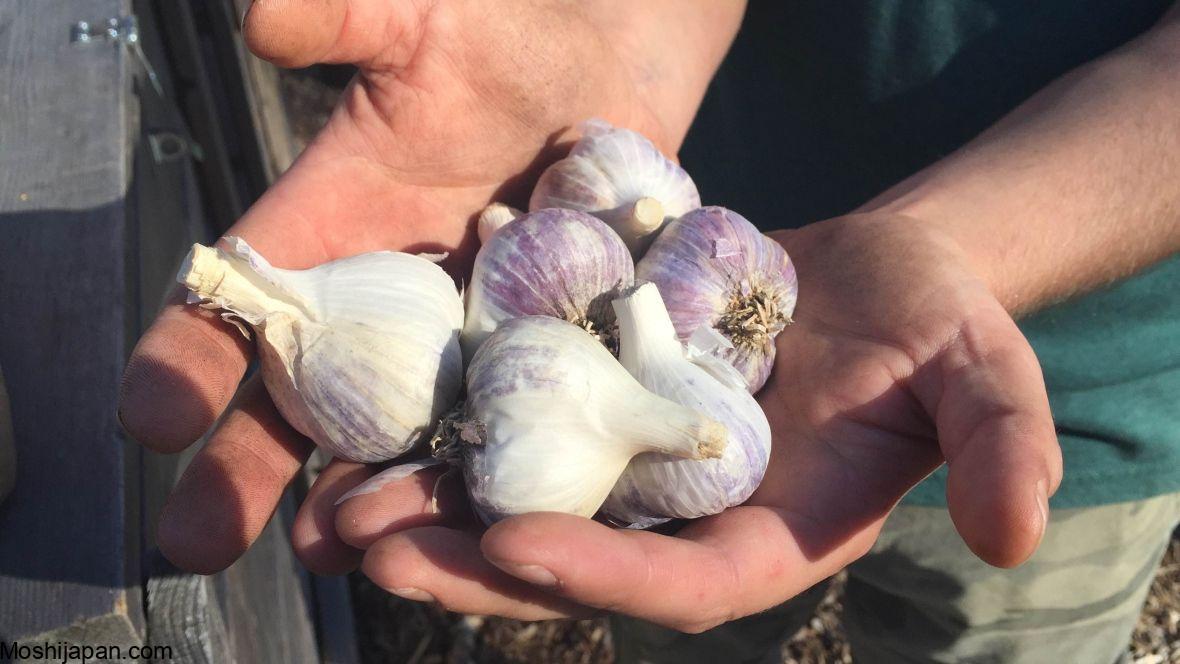 When to Plant Fall Garlic For The Best Yields 3