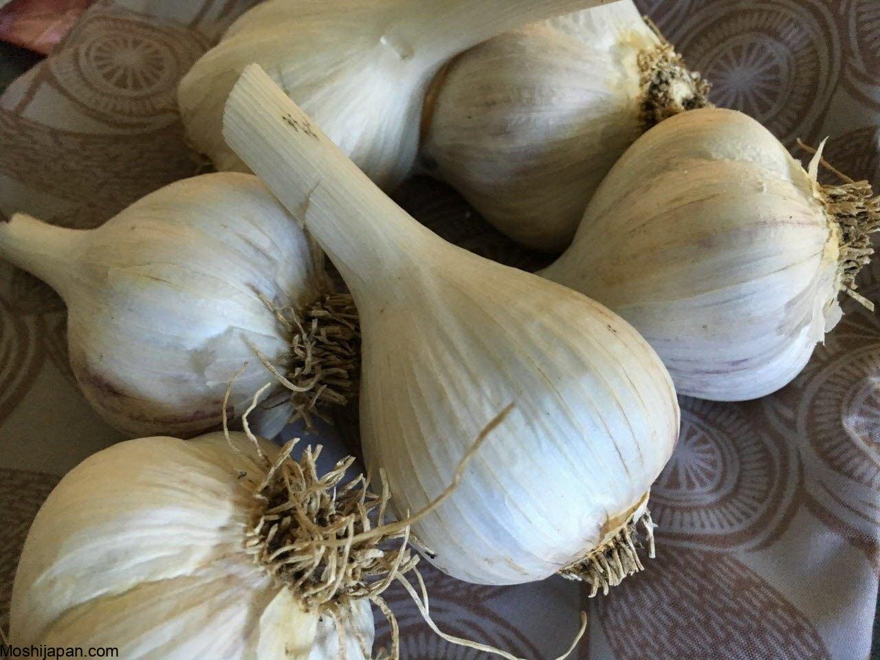 When to Plant Fall Garlic For The Best Yields 4