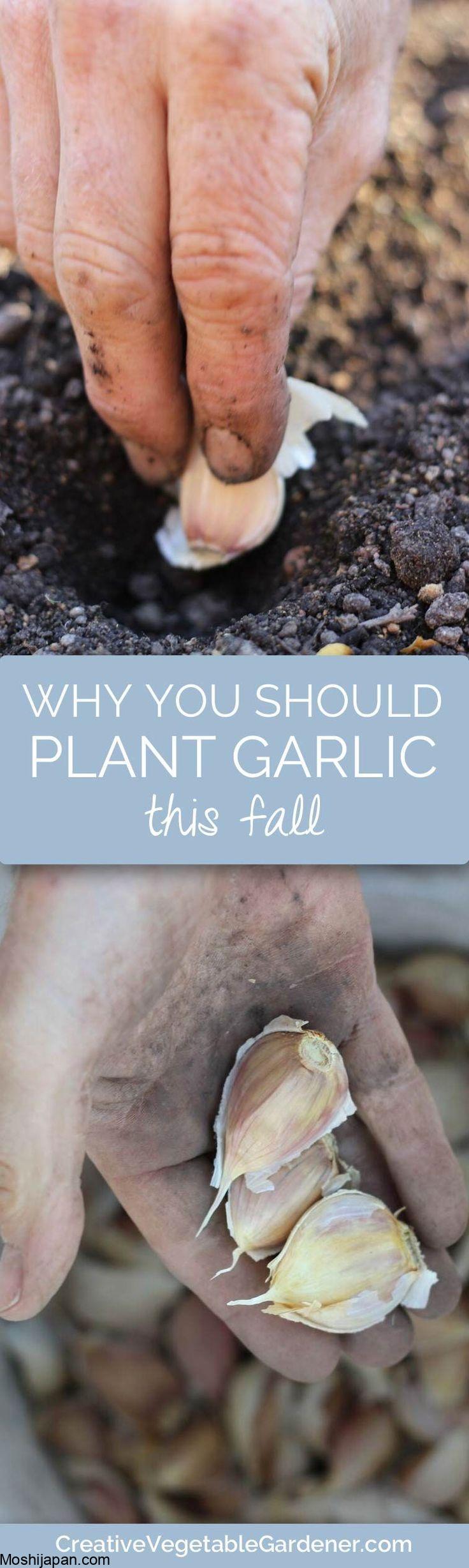 When to Plant Fall Garlic For The Best Yields 5