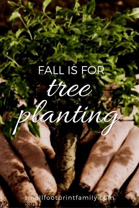 Why It’s Better to Plant Trees in Fall (Here’s How) 2
