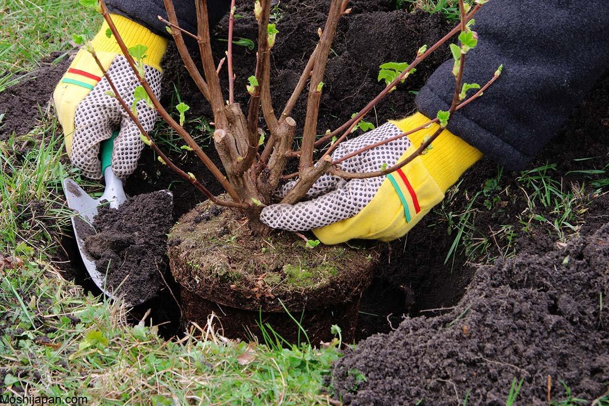 Why It’s Better to Plant Trees in Fall (Here’s How) 3