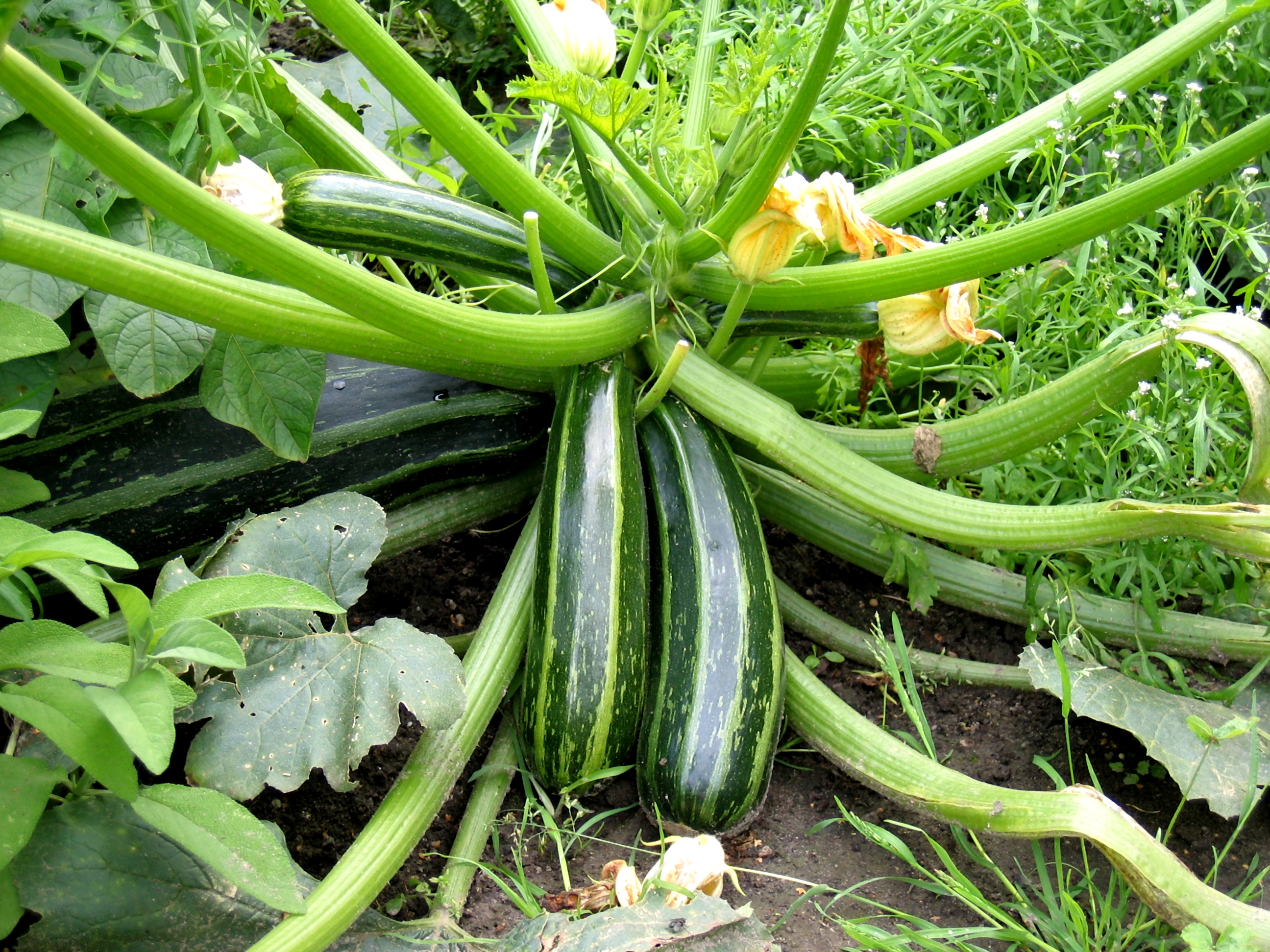 Zucchini Growth Stages: How Fast Does Zucchini Grow? 1
